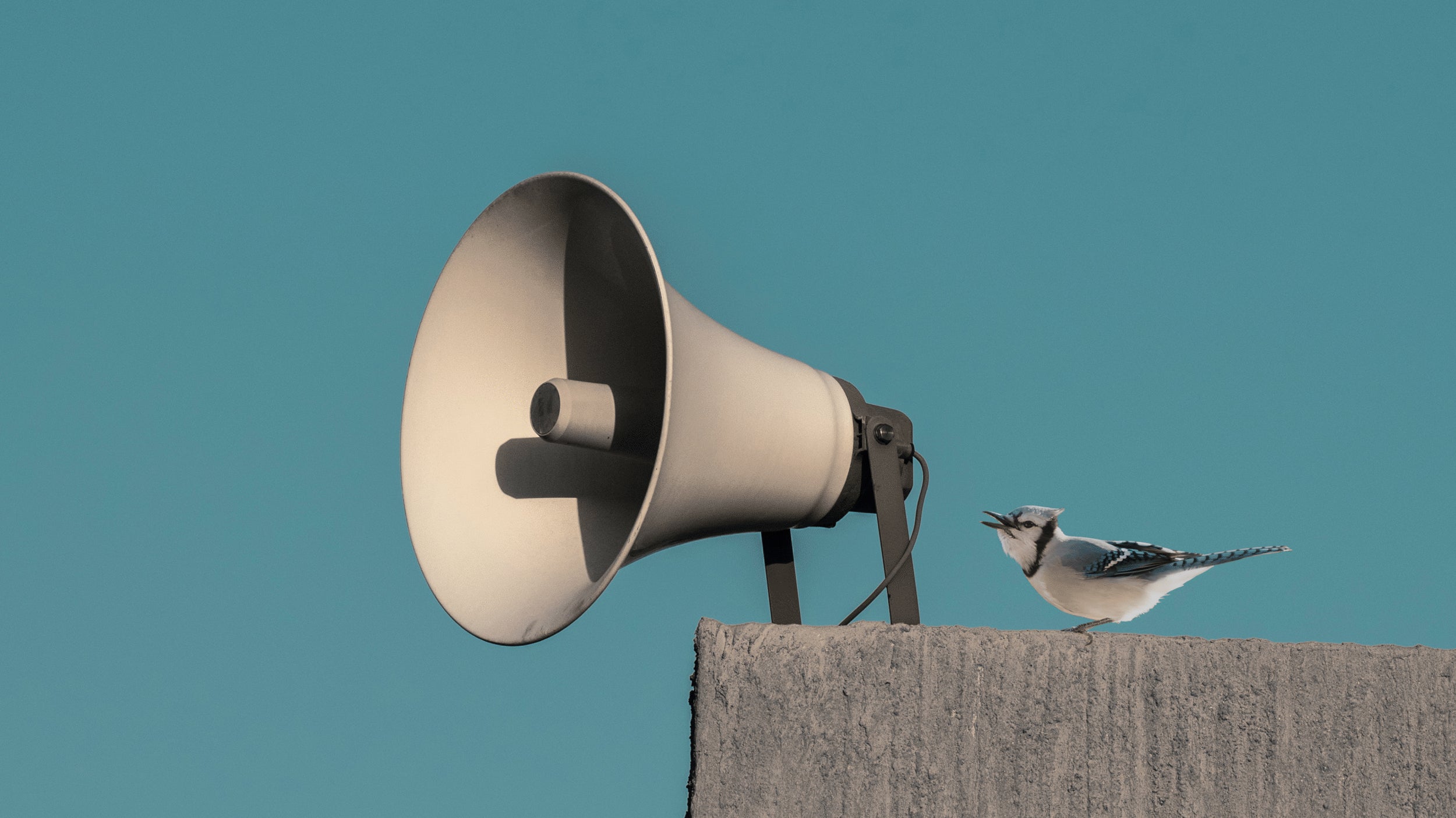 Oiseau piaillant dans un megaphone