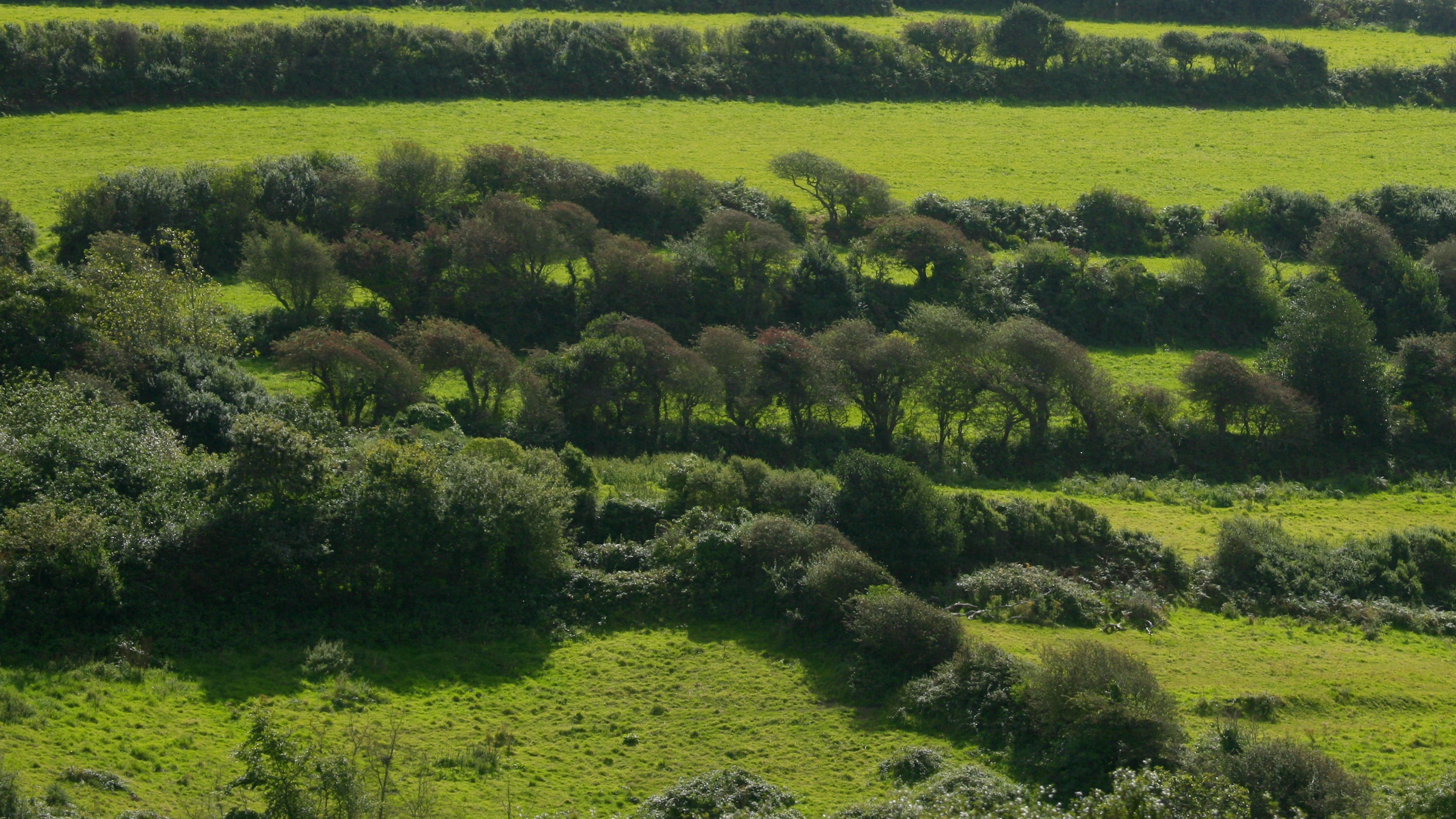 paysage de bocage normand