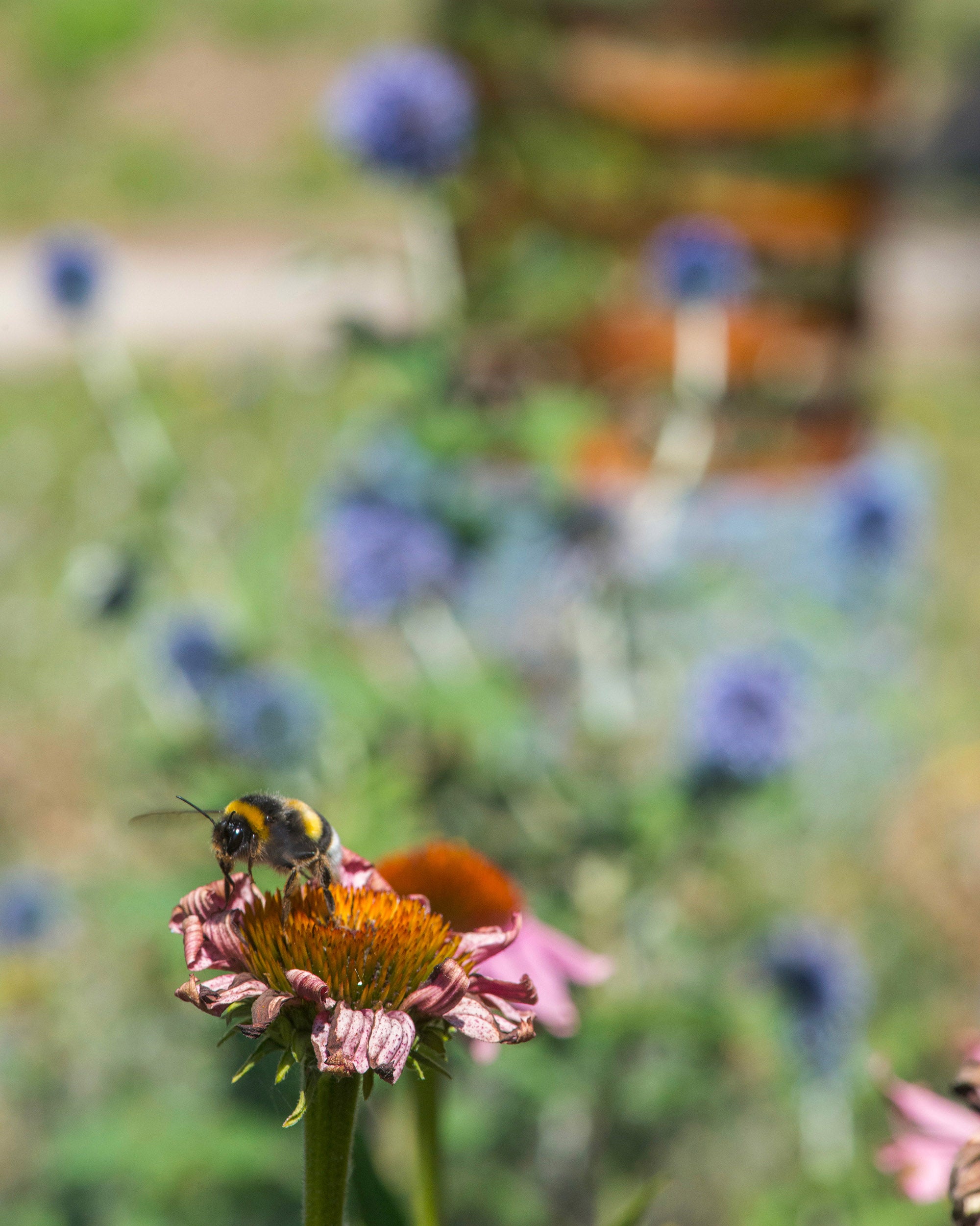 bourdon butinant une fleur