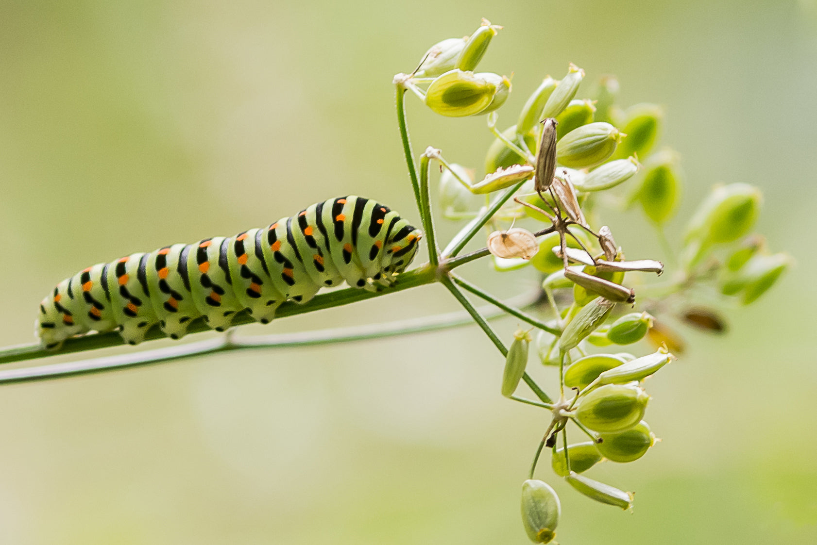 chenille du machaon sur fleur