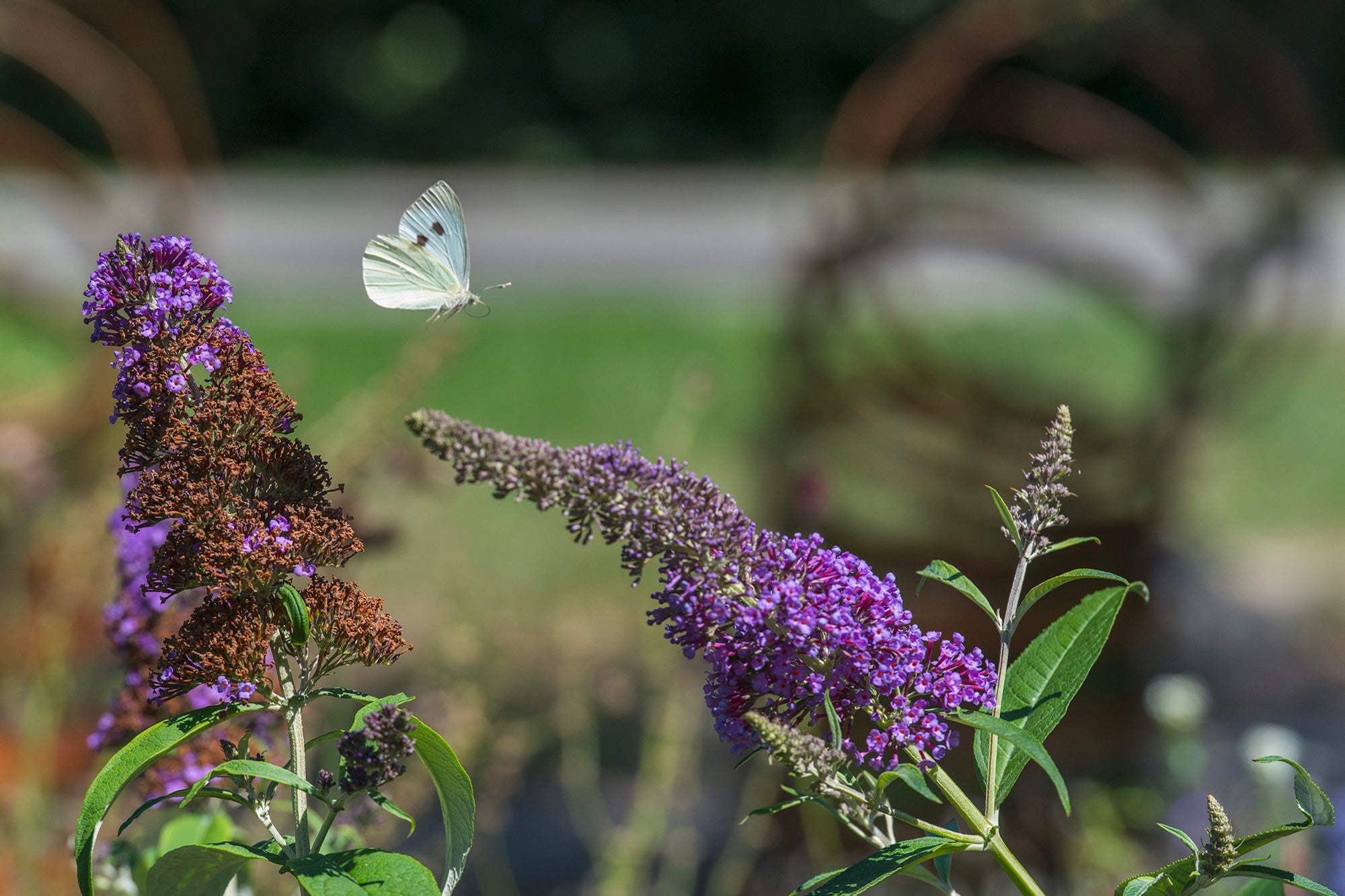 envol d un papillon