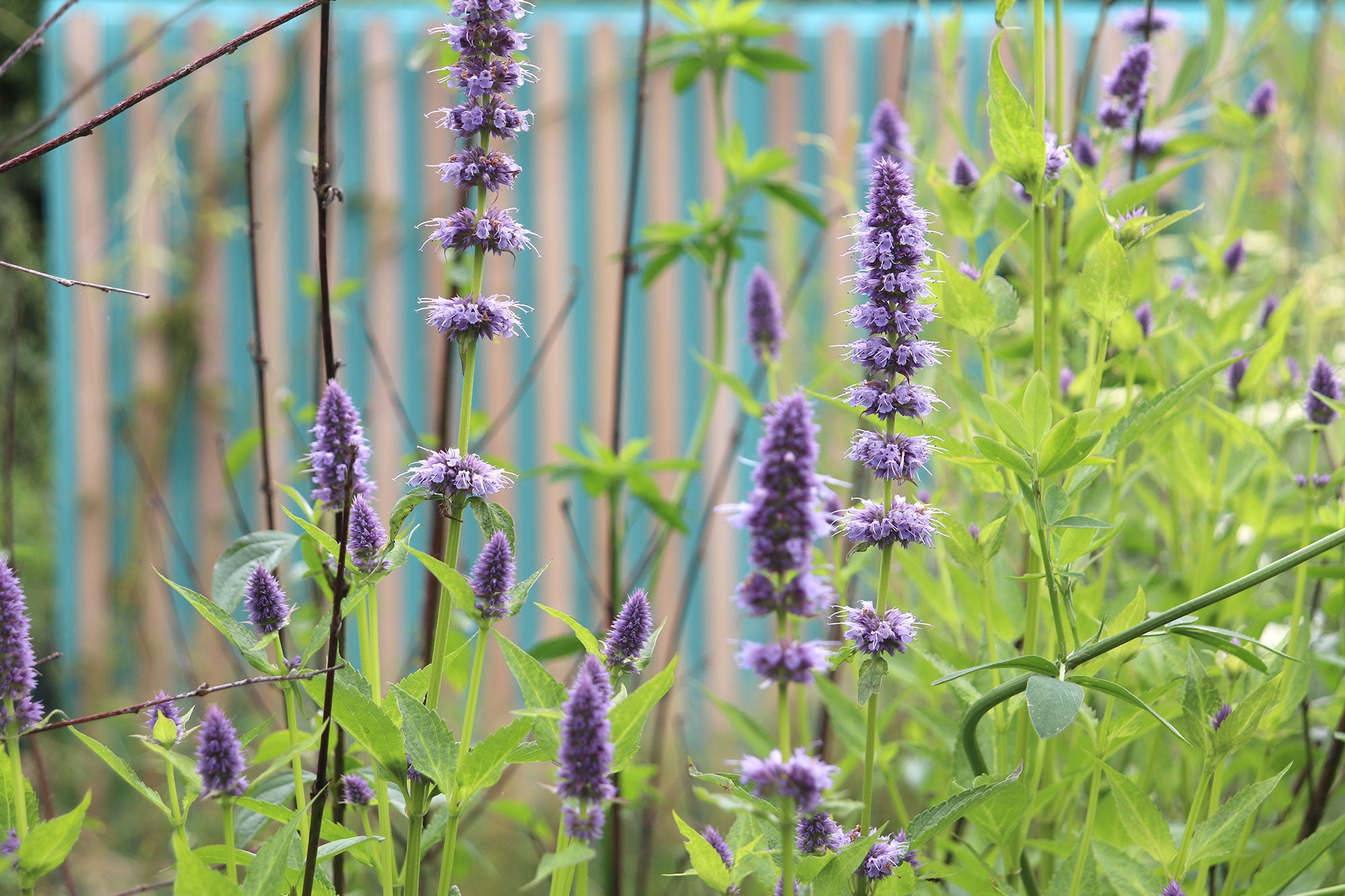 fleurs champetres