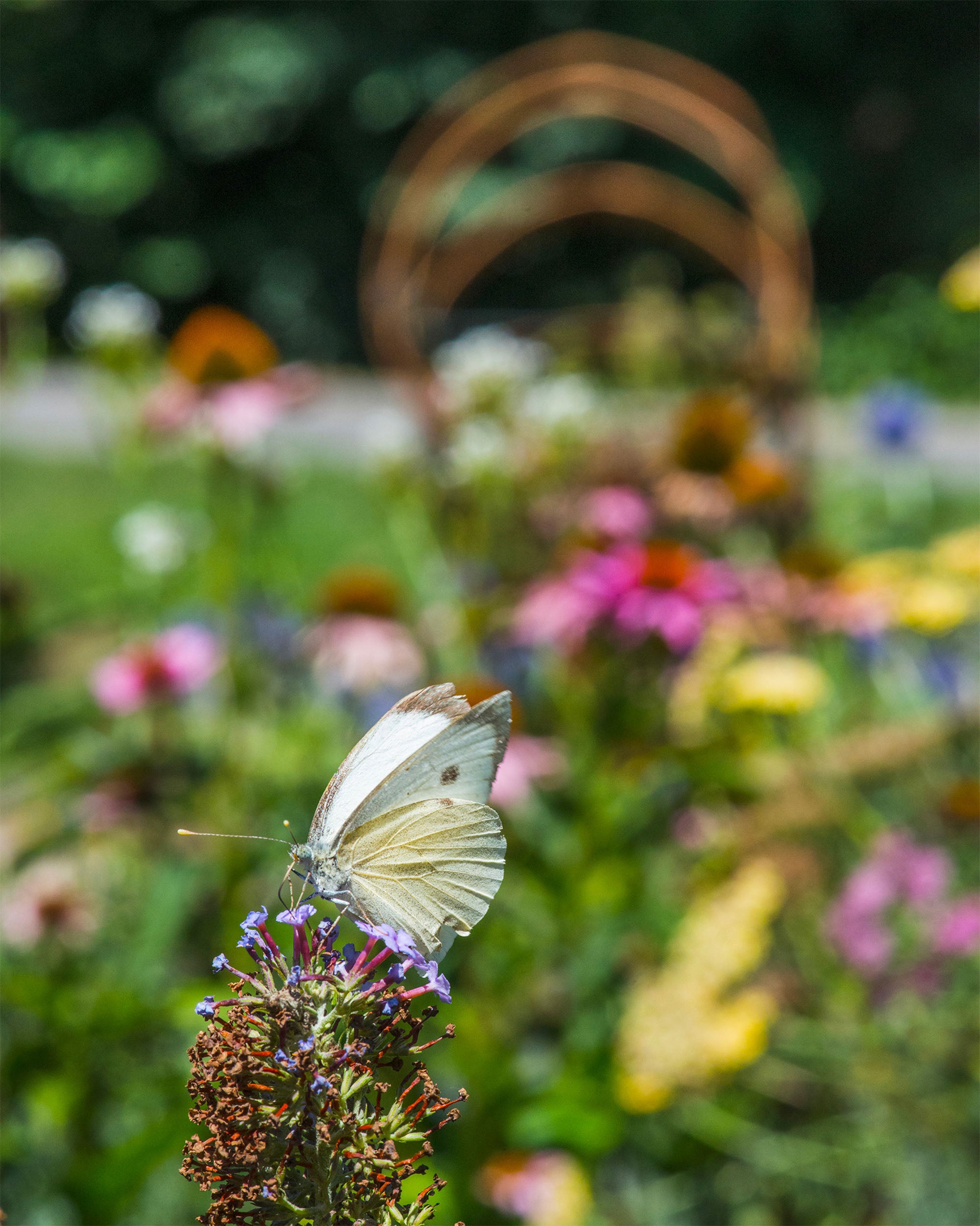 papillon citron butinant une fleur