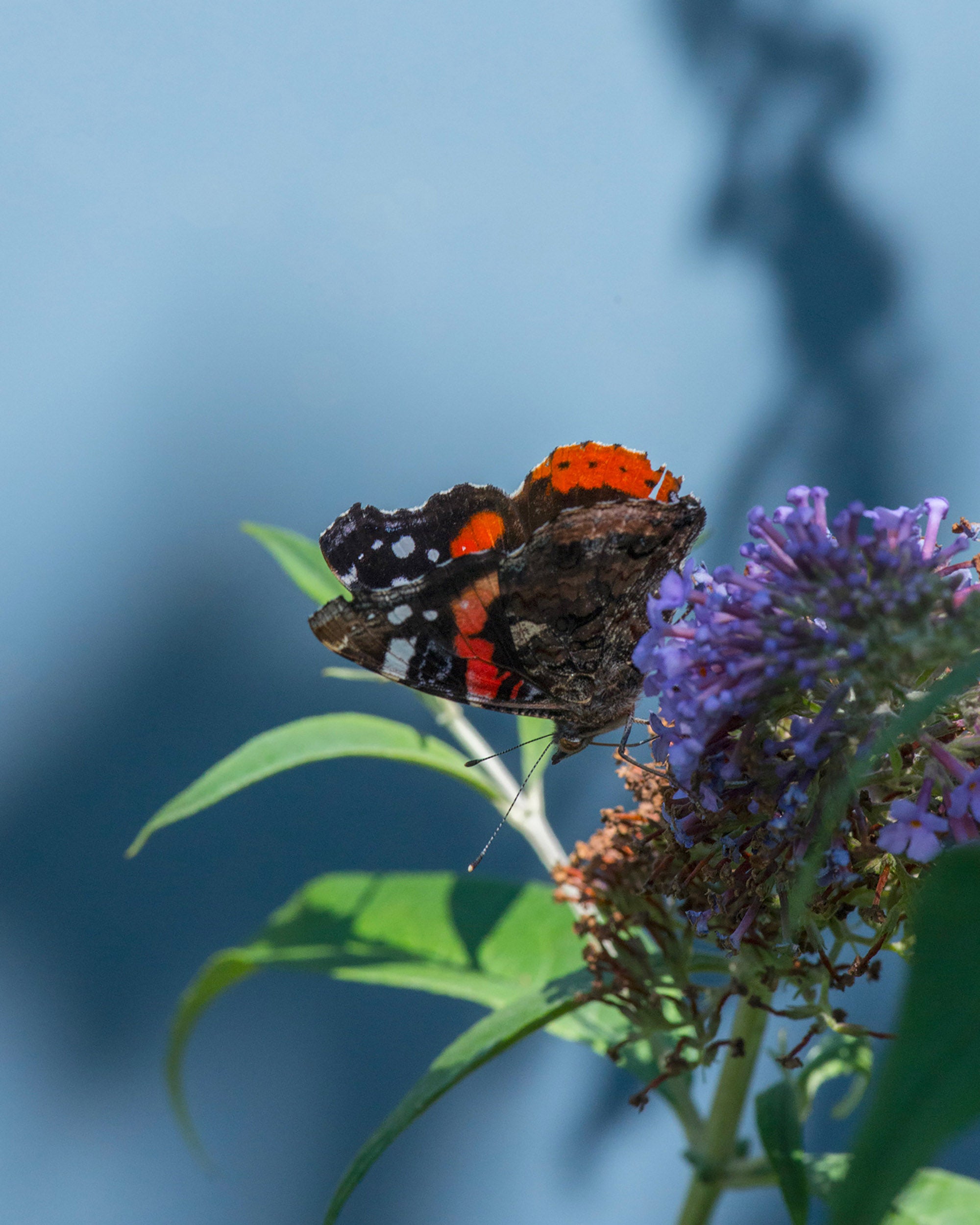 papillon petite tortue butinant une fleur