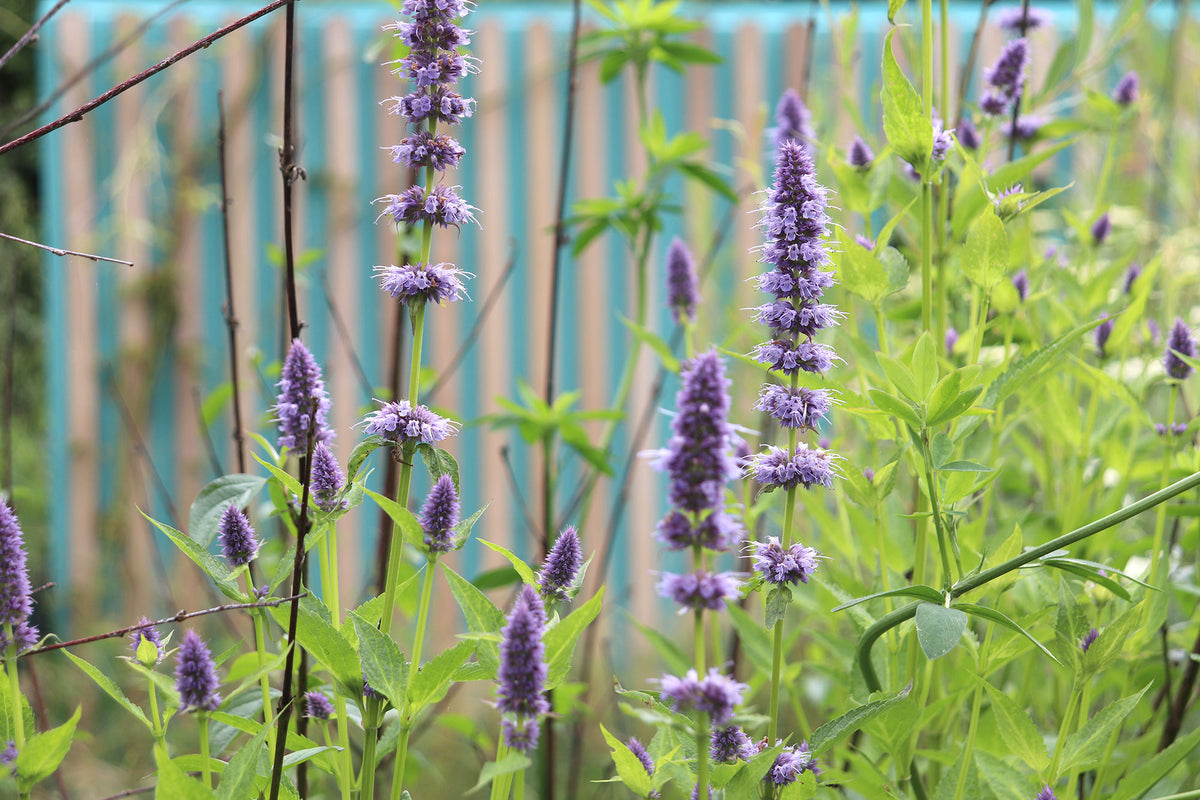 Épis d'agastache, hysope bleue, plante mellifère du jardin biomimétique