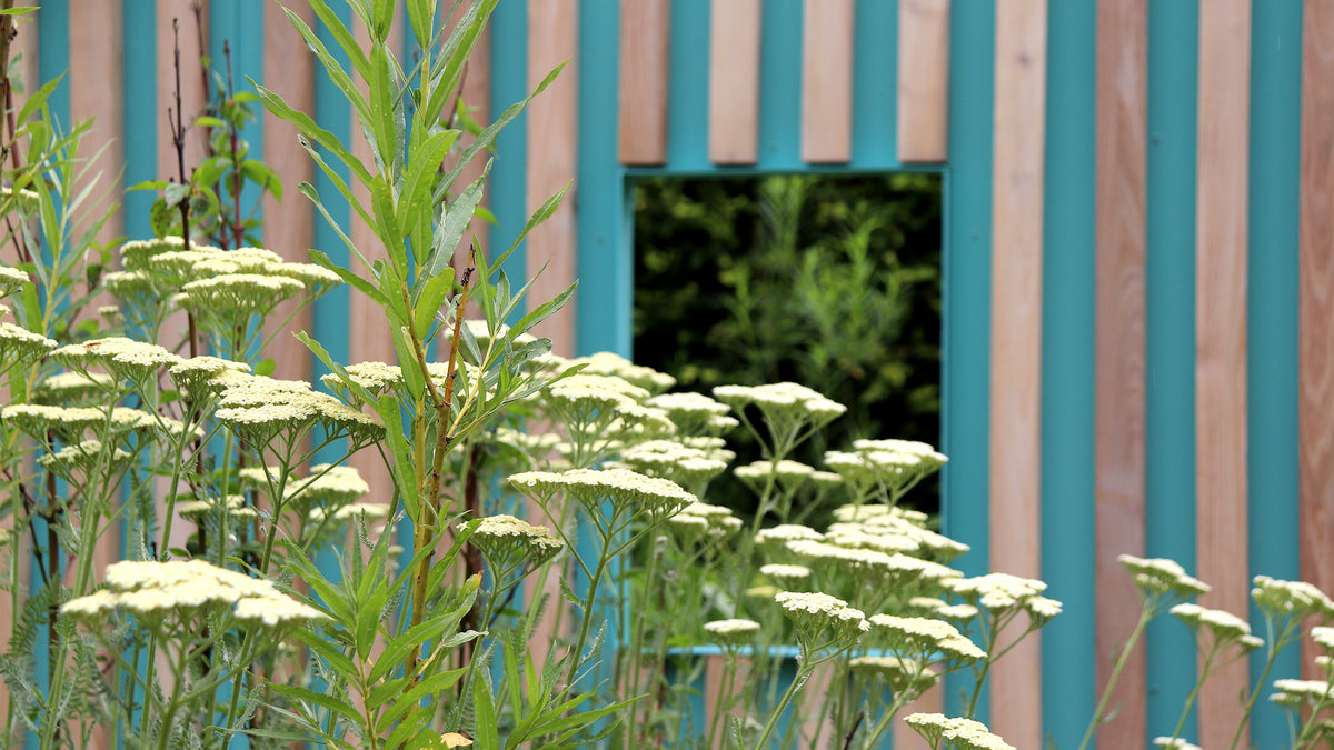 Fleurs d'achillea millefolium devant la fenêtre du mobilier urbain biomimétique