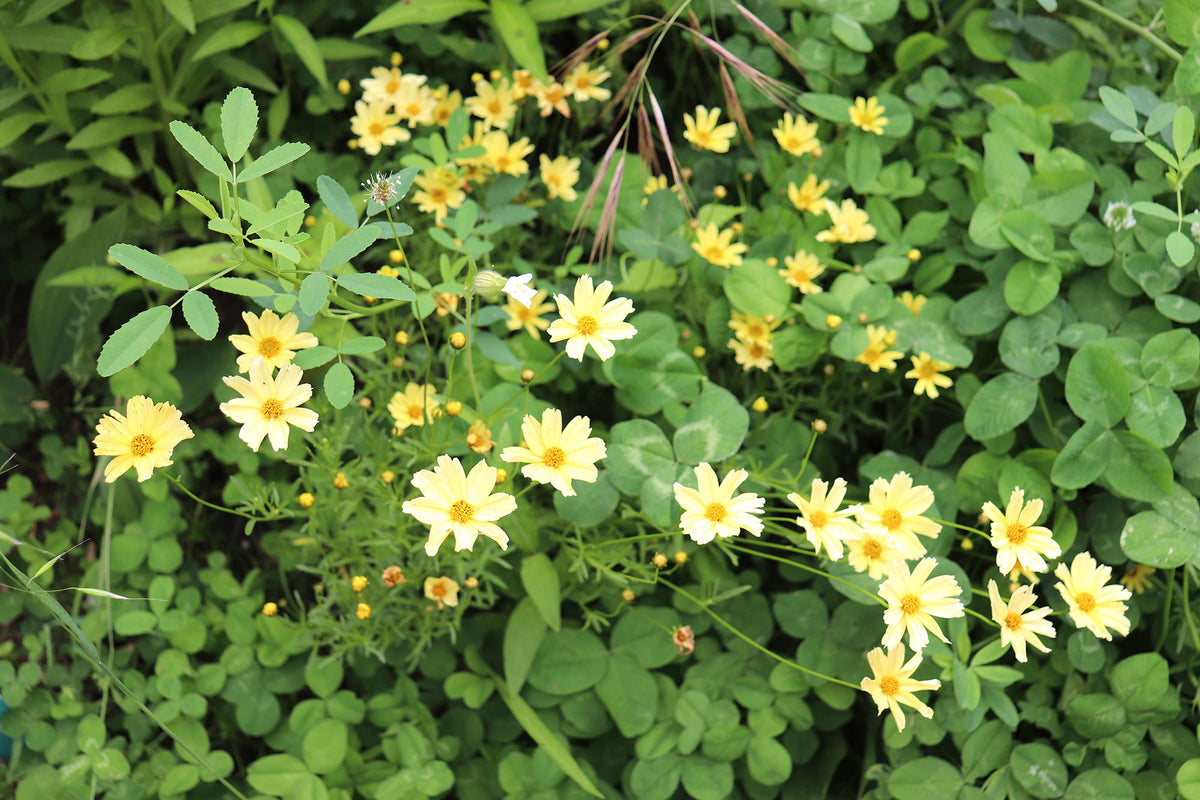 Fleurs de Bidens, yellow splash et trefles du jardin biomimétique
