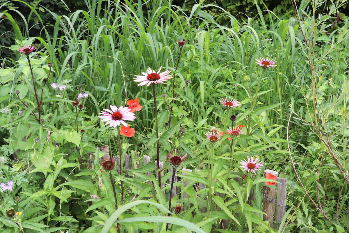 Fleurs cosmos bipinatus et échinacea purpurea du jardin biomimétique