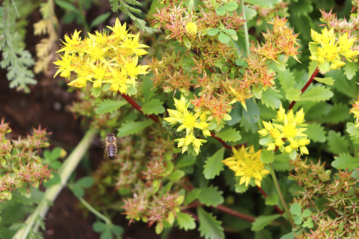 Orpin du Kamtchatka du jardin biomimétique