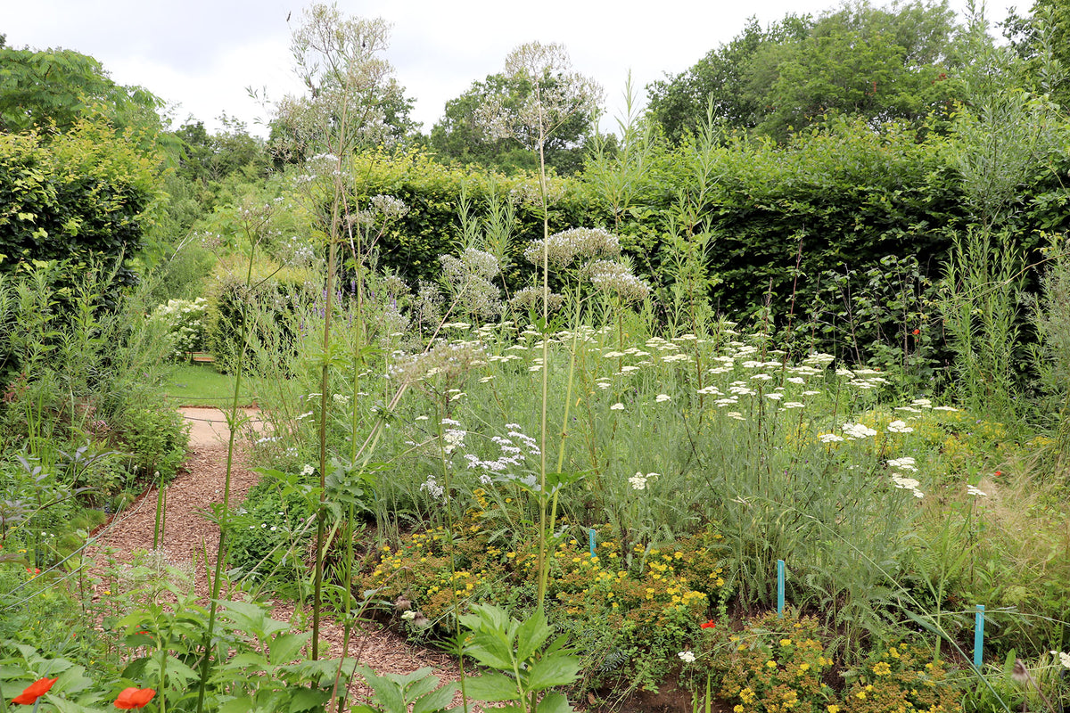 Talus végétalisé de saules, cornouillers et groseilliers, jardin biomimétique